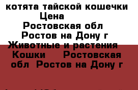 котята тайской кошечки › Цена ­ 8 000 - Ростовская обл., Ростов-на-Дону г. Животные и растения » Кошки   . Ростовская обл.,Ростов-на-Дону г.